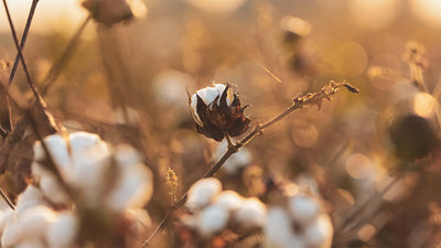 Why Investing in Egyptian Cotton Products is Good for You and The Planet